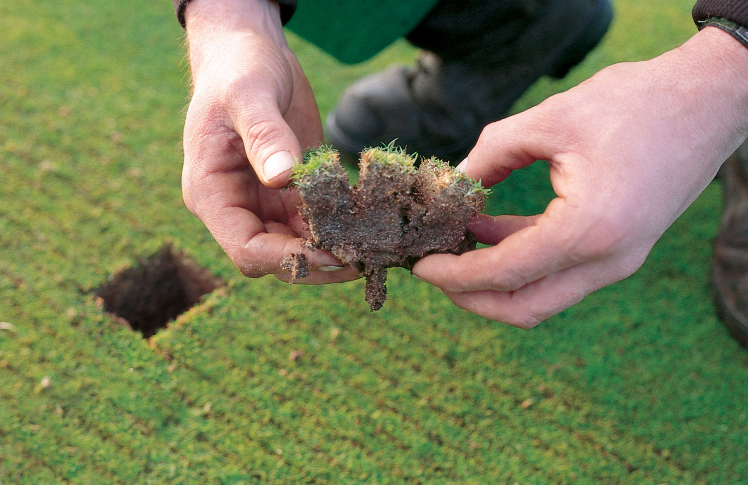 Thatch Removal Result